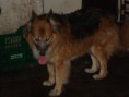 /album/apadrinhamento/nikita-jpg/